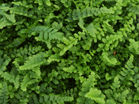 Hardy Fern Dryopteris affinis 'Pinderi'